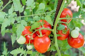 tomato-seed